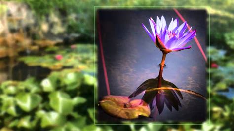 Le Jardin des Lotus Rouges: Un Oasis de Paix et de Beauté Céleste en Plein Coeur de Taizhou !